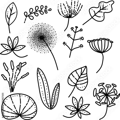 plant branches set, doodles, botany, dandelion, reed, plantain, leaves, oak, lotus, dill