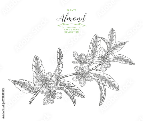 Almond plant. Hand drawn almond branch with flowers and leaves. Vector botanical illustration. Black and white.