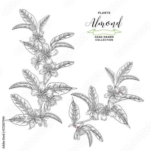 Almond plant. Hand drawn almond branches with flowers. Vector botanical illustration. Black and white vitage style.