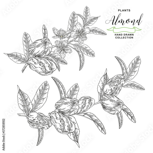 Almond plant. Hand drawn almond branch with nuts and flowers. Vector botanical illustration. Black and white vitage style.