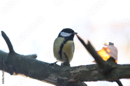 Great tit on branch 3