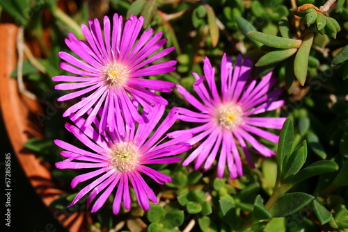 S  onecznica Delosperma Hardy Ice Plant