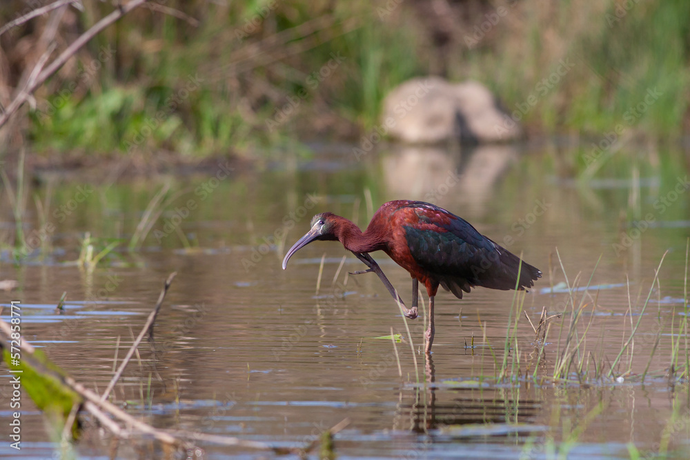 Naklejka premium big water bird feeding in the pond, Glossy Ibis, Plegadis falcinellus