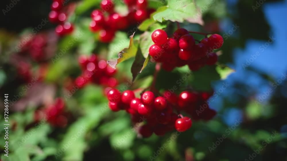 Coffee beans ripening, red berry branch, industry agriculture on tree Coffee beans ripening, red berry branch, industry agriculture on tree