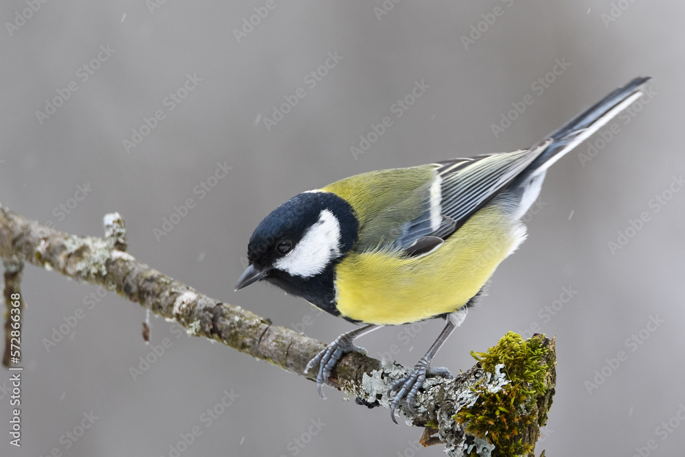 Fototapeta premium Big tit on moss and lichen