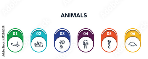 animals outline icons with infographic template. thin line icons such as squid, underwater photography, hunter, diving suit, onion, porcupine vector.