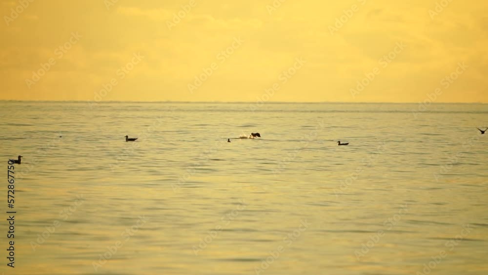 A flock of seagulls fly fishing and dolphins swim in the sea. Warm sunset sky over the ocean. Silhouettes of seagulls flying in slow motion with the sea in the background at sunset. Evening. Nobody. A flock of seagulls fly fishing and dolphins swim in the sea. Warm sunset sky over the ocean. Silhouettes of seagulls flying in slow motion with the sea in the background at sunset. Evening. Nobody.