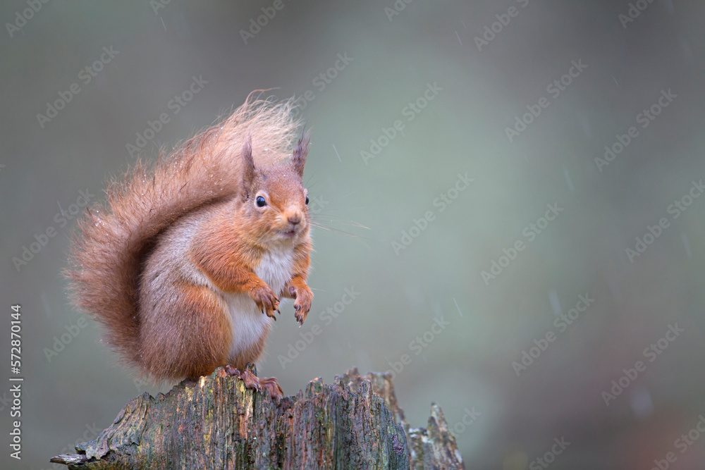 Red squirrel Sciurus vulgaris, sitting in forest, Cairngorms National Park, Scotland, February Red squirrel Sciurus vulgaris, sitting in forest, Cairngorms National Park, Scotland, February