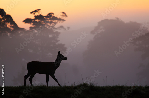 Red Deer hind at sunrise in British contryside,Somerset,UK photo