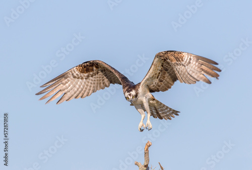 Osprey, Pandion haliaetus, landing in it's nest agaisnt a blue sky. photo