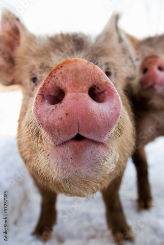 Close up of pig snout photo