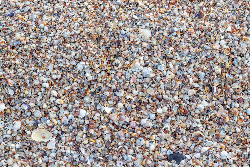 Shell close-up. The ocean coast. Background of seashells. View from above Shell close-up. The ocean coast. Background of seashells. View from above