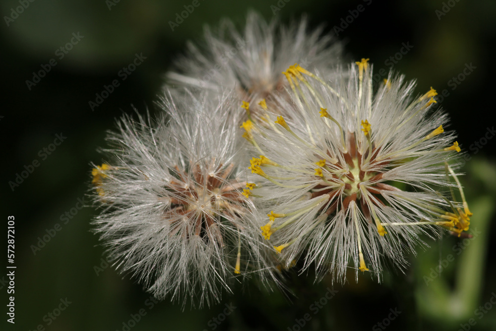 dandelion seeds are thrown in the wind dandelion seeds are thrown in the wind