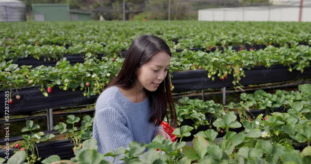 Woman visit Tourist Dahu Strawberry field farm in Miaoli of Taiwan Woman visit Tourist Dahu Strawberry field farm in Miaoli of Taiwan