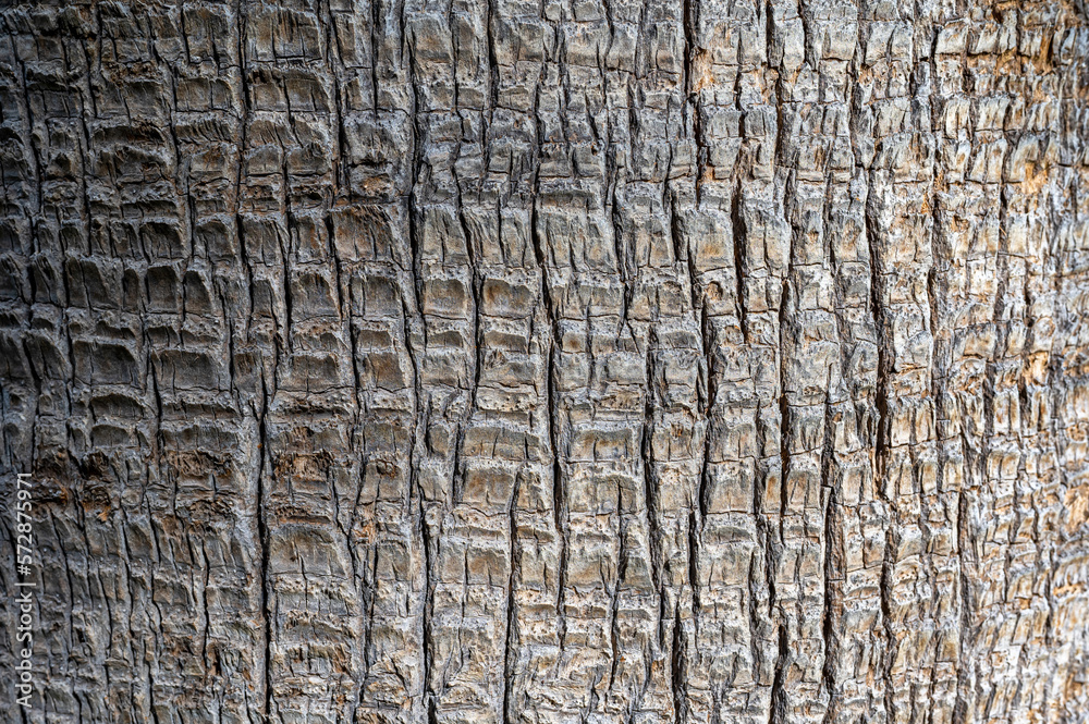Raue Baumrinde einer Palme als hölzerne Textur Raue Baumrinde einer Palme als hölzerne Textur