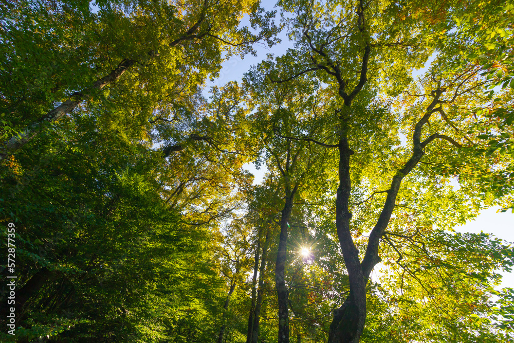 Lush forest and sunlight at sunset. Forest view in wide angle shot.