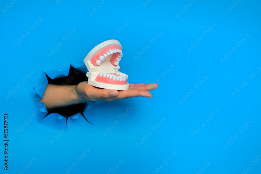 hand holding jaw teeth model on blue background with shadow. Levitation object in the air. Dental care concept. Creative minimal layout