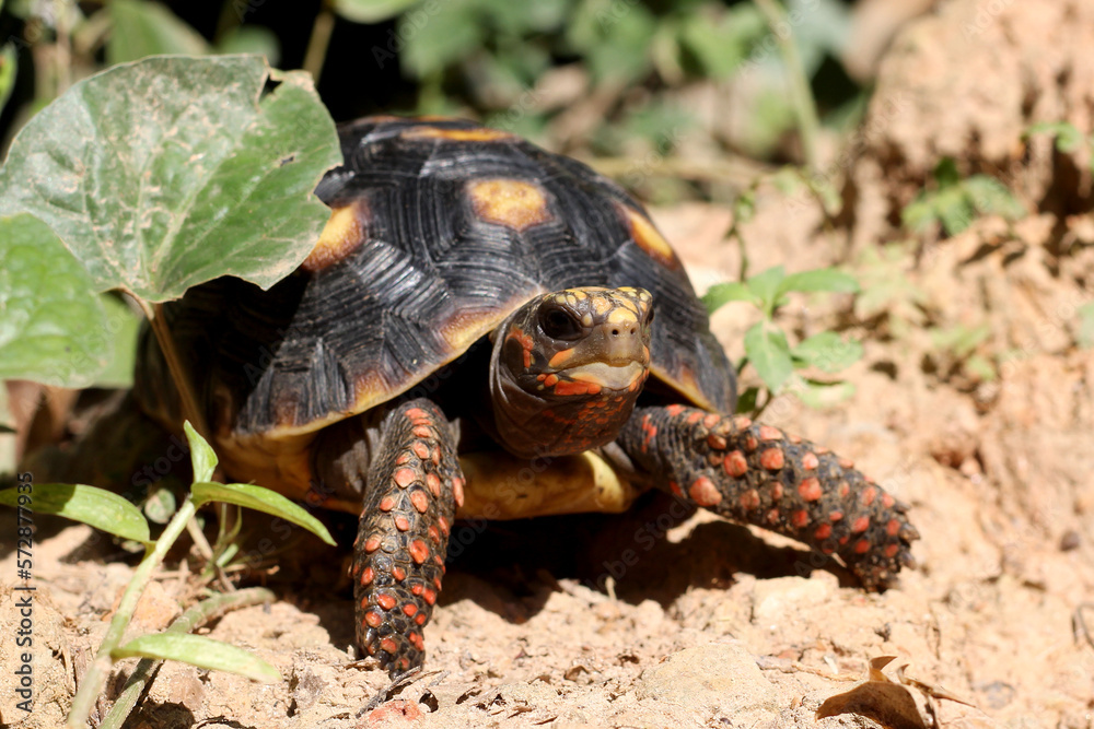 Fototapeta premium Cute small baby Red-foot Tortoise in the nature,The red-footed tortoise (Chelonoidis carbonarius) is a species of tortoise from northern South America