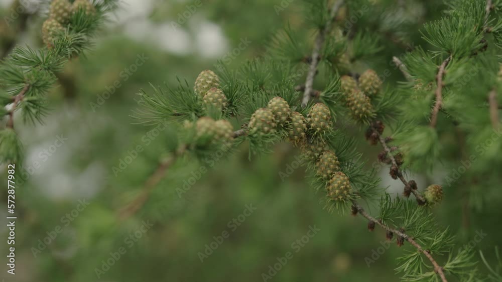 Slow motion gimbal shot of yong larch branches in spring with fresh cones Slow motion gimbal shot of yong larch branches in spring with fresh cones