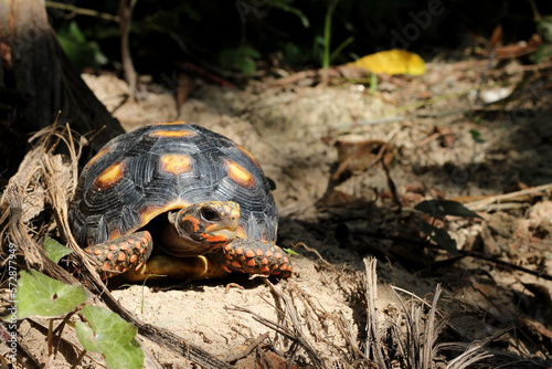 Cute small baby Red-foot Tortoise in the nature,The red-footed tortoise (Chelonoidis carbonarius) is a species of tortoise from northern South America