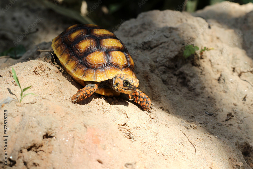 Obraz premium Cute small baby Red-foot Tortoise in the nature,The red-footed tortoise (Chelonoidis carbonarius) is a species of tortoise from northern South America