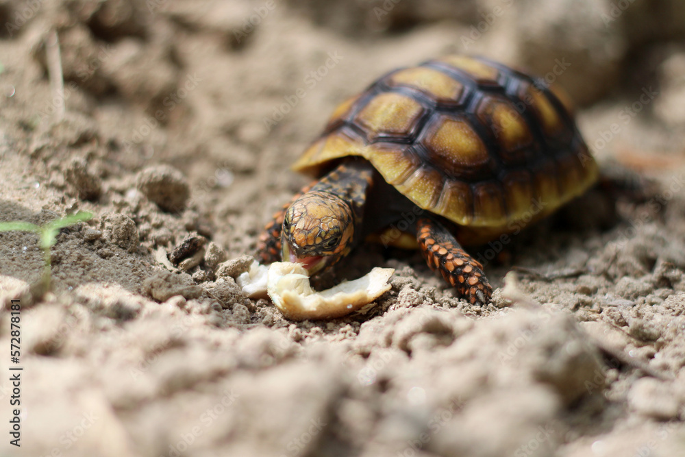 Cute small baby Red-foot Tortoise in the nature,The red-footed tortoise (Chelonoidis carbonarius) is a species of tortoise from northern South America Cute small baby Red-foot Tortoise in the nature,The red-footed tortoise (Chelonoidis carbonarius) is a species of tortoise from northern South America