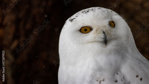 シロフクロウ　アップ　動物園 photo