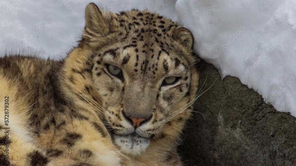 Fototapeta premium ユキヒョウ アップ 動物園