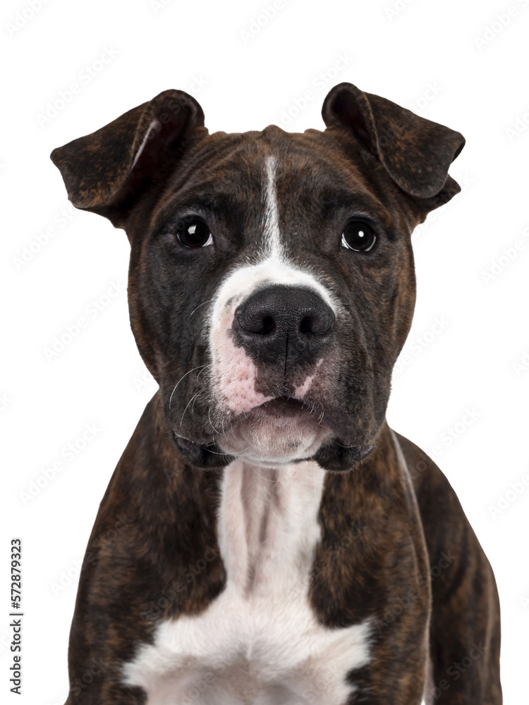 Head shot of young brindle with white American Staffordshire Terrier dog, facing front, looking at camera with dark eyes and floppy ears. Isolated cutout on transparent background.