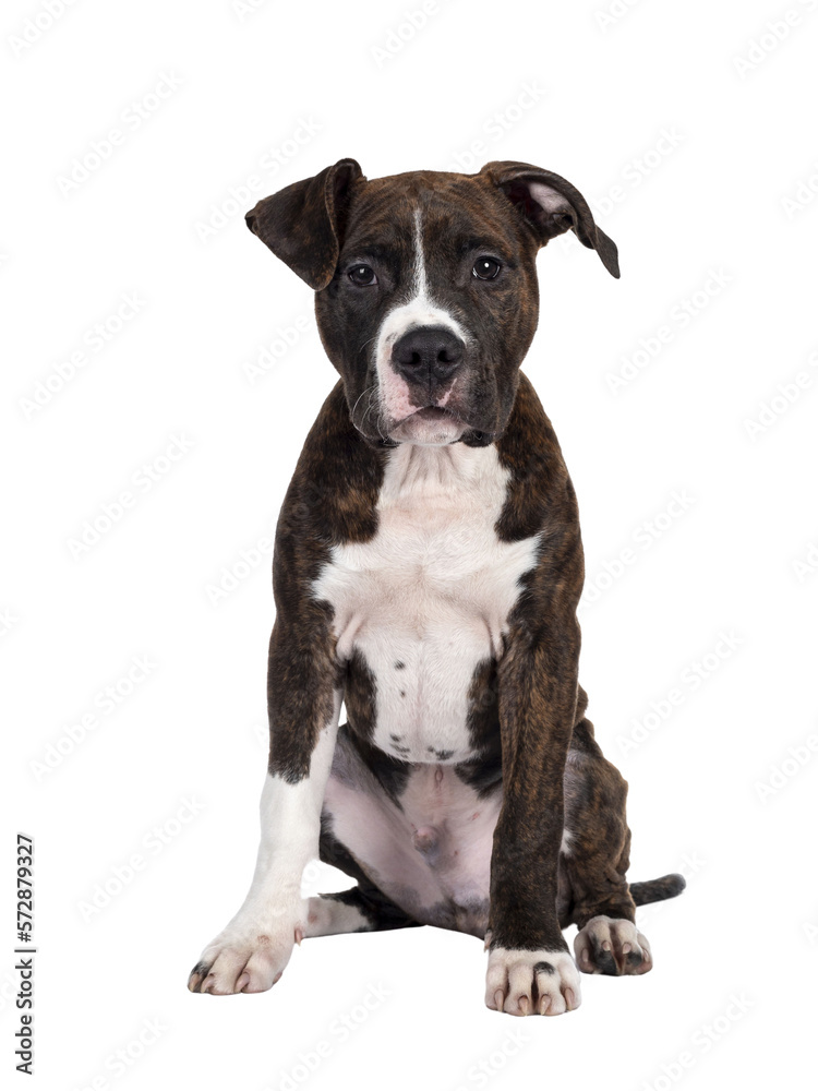 Young brindle with white American Staffordshire Terrier dog, sitting up facing front, looking at camera with dark eyes and floppy ears. Isolated cutout on transparent background.