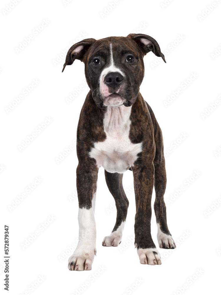 Young brindle with white American Staffordshire Terrier dog, standing facing front, looking at camera with dark eyes and floppy ears. Isolated cutout on transparent background. Young brindle with white American Staffordshire Terrier dog, standing facing front, looking at camera with dark eyes and floppy ears. Isolated cutout on transparent background.