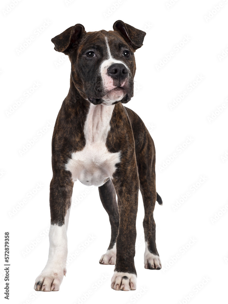 Young brindle with white American Staffordshire Terrier dog, standing facing front, looking side ways with dark eyes and floppy ears. Isolated cutout on transparent background.