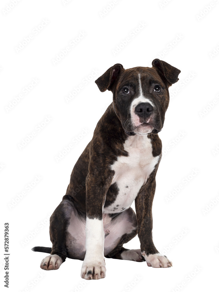 Young brindle with white American Staffordshire Terrier dog, sitting side ways, looking at camera with dark eyes and innocent face. Isolated cutout on transparent background.