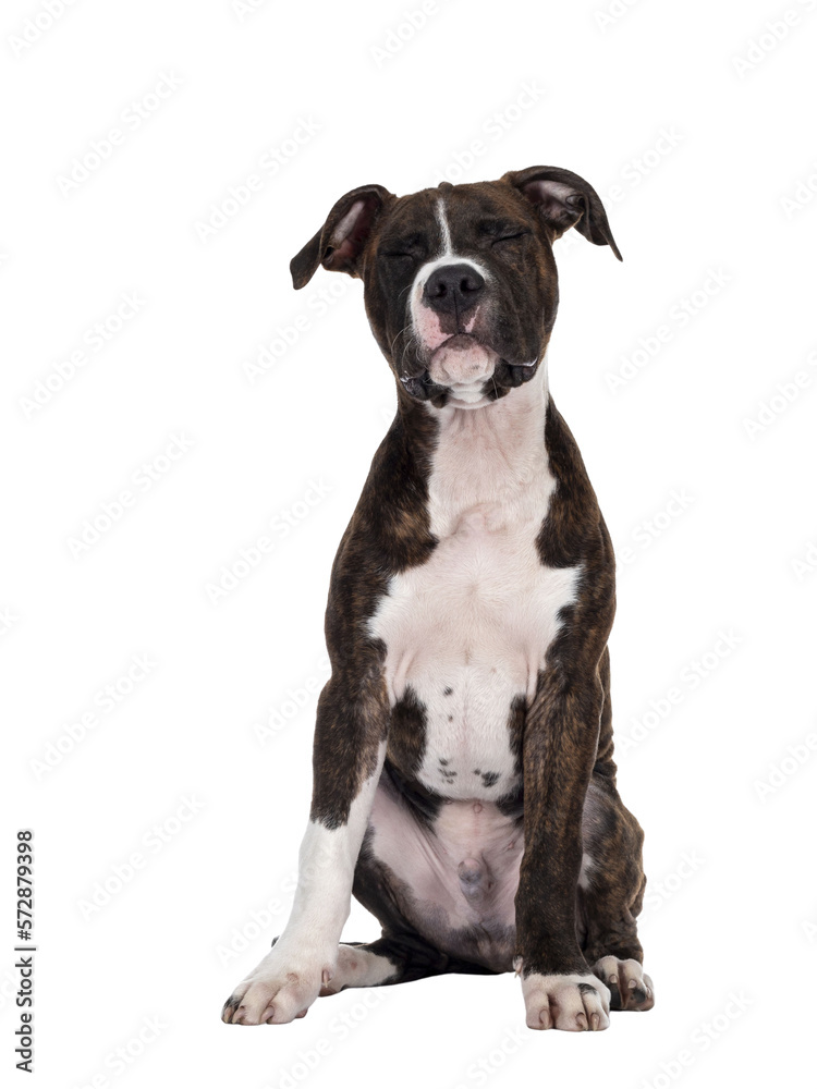 Young brindle with white American Staffordshire Terrier dog, sitting up facing front with eyes firmly shut. Isolated cutout on transparent background.