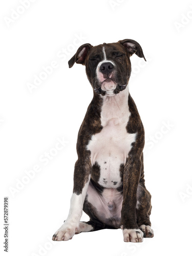 Young brindle with white American Staffordshire Terrier dog  sitting up facing front with eyes firmly shut. Isolated cutout on transparent background.