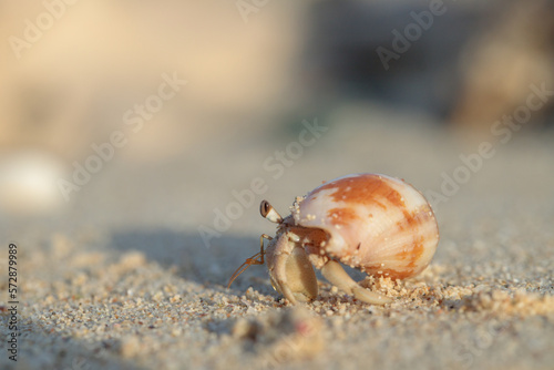 Murais de parede A hermit crab in it's shell on the beach.