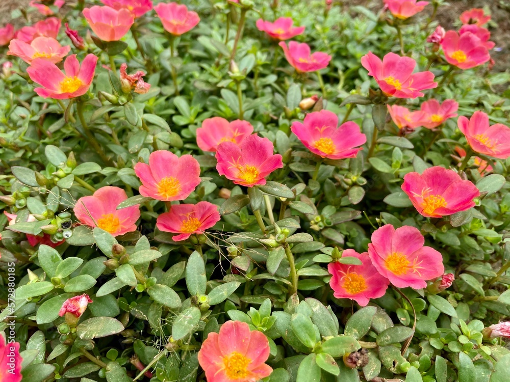 selected focus Moss-rose purslane or Portulaca grandiflora plants with pink flowers