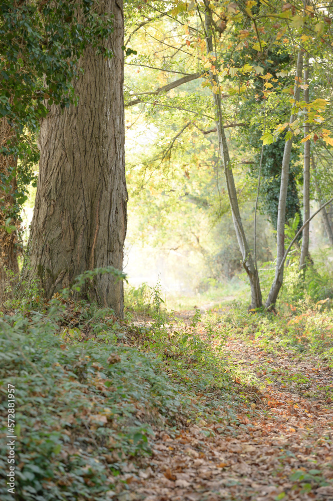 Sentier forestier