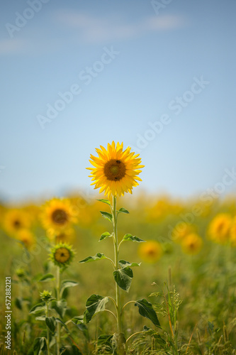 Champ de tournesols