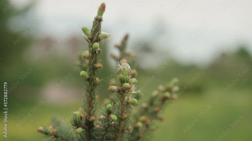 Slow motion gimbal shot of yong spruce branches Slow motion gimbal shot of yong spruce branches