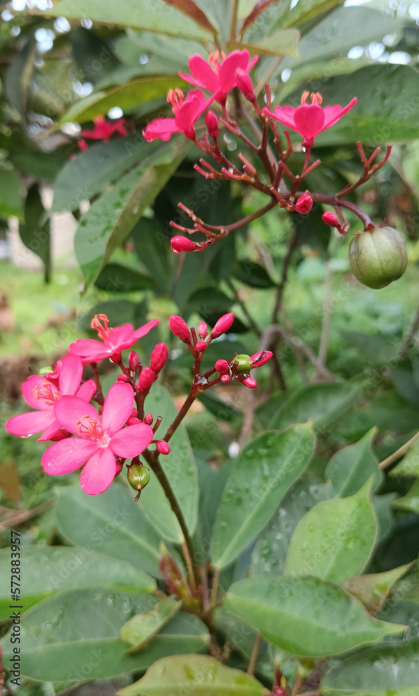 Blossom flower trees in the garden Blossom flower trees in the garden