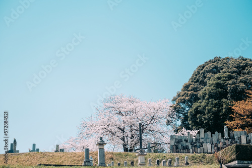 桜とお墓