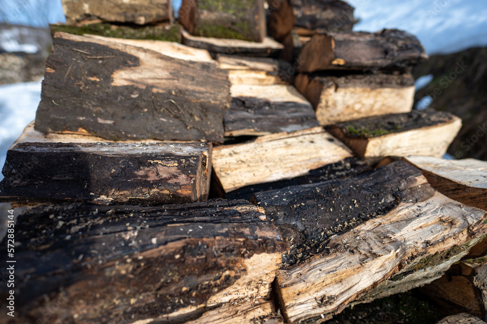 Firewood folded to dry in the yard. Carpinus betulus, the European or common hornbeam Firewood folded to dry in the yard. Carpinus betulus, the European or common hornbeam