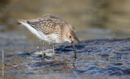 Dunlin - young bird at a seashore on the autumn migration way © Simonas