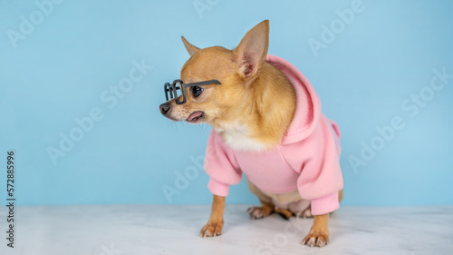 A red chihuahua dog with glasses and a pink hoodie on a blue background. Concept for optics shop  pet stores  shops   pet grooming salons  educations  sale  advertisement  discount. Banner