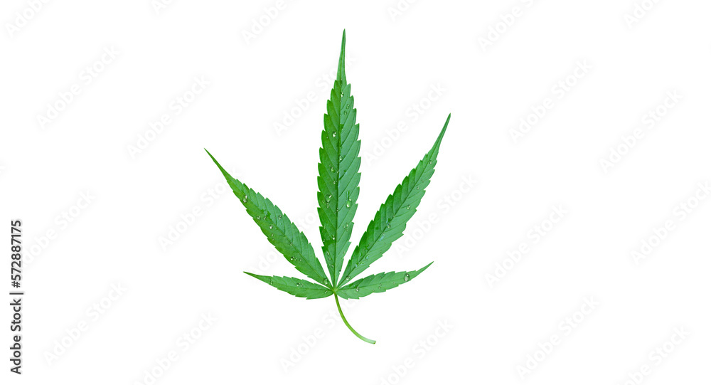 Fototapeta premium Cannabis leaf PNG transparent