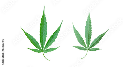 Cannabis leaf PNG transparent