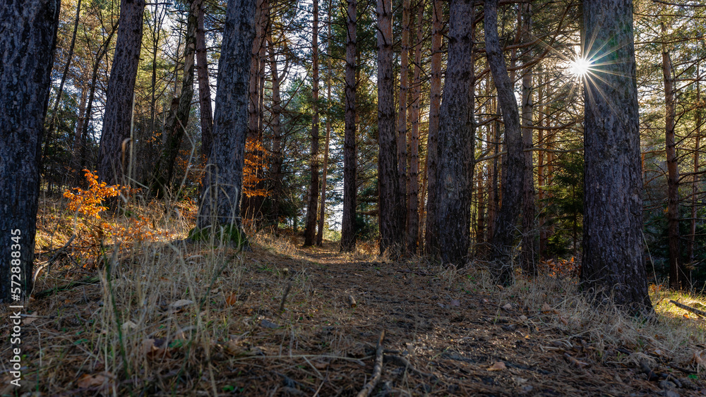 Fototapeta premium autumn in the forest