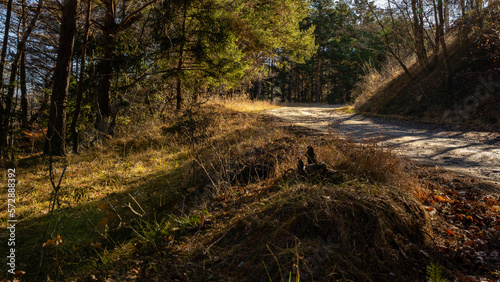 path in the forest