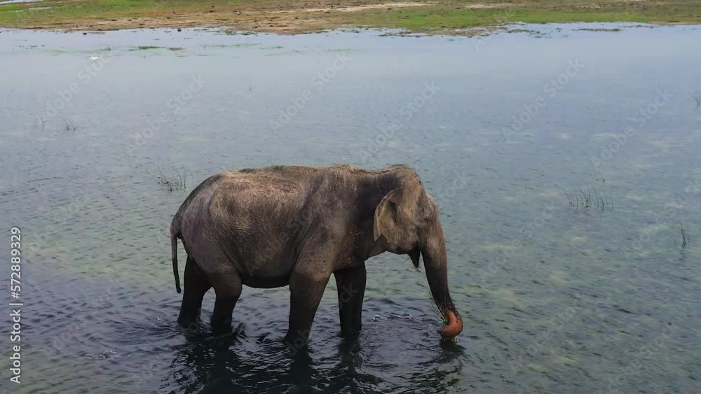 Wild elephant in the lake in the national park. Wild animals. Sri Lanka. Wild elephant in the lake in the national park. Wild animals. Sri Lanka.